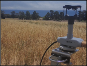 Trisonica Mini mounted just above the oat grass